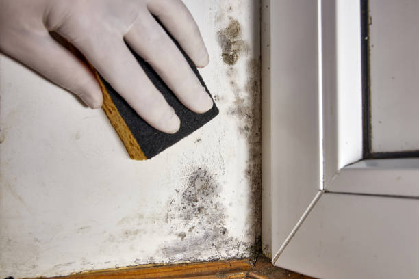 Best Indoor Air Quality Assessment  in Lakeview, WA